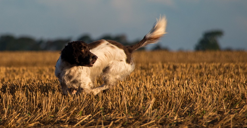 English Springer Spaniel, Dogs, Dog, Pet, 1080P