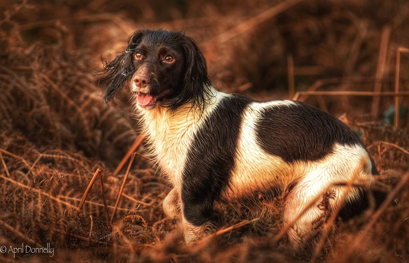 English Springer Spaniel, Dogs, 1080P, Pet, Dog
