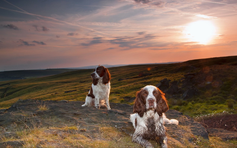 Dogs, Spaniel, Dog, Landscape, 1080P, English Springer Spaniel