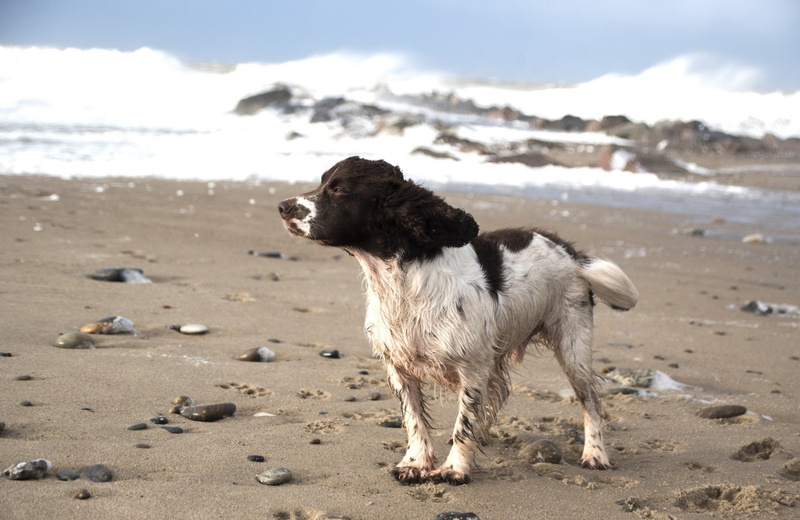 1080P, Dog, Dogs, English Springer Spaniel, Pet