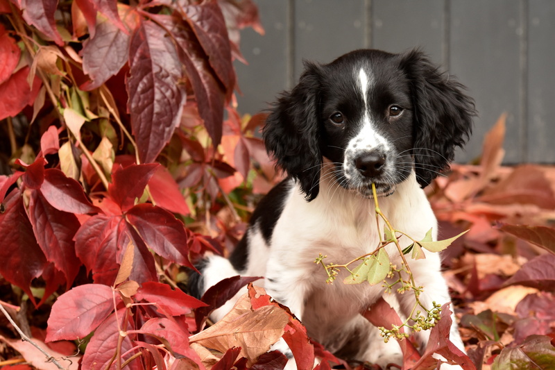 puppy, 5K, leaves, English Springer Spaniel, autumn, doggie