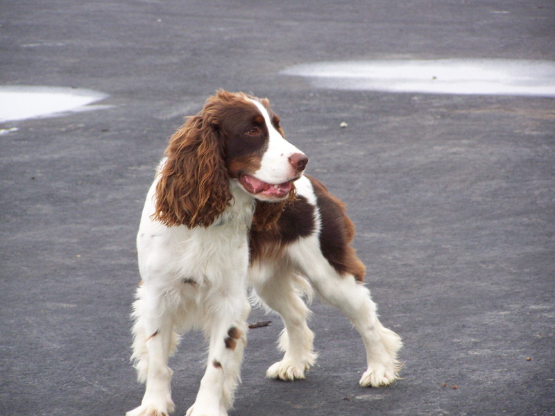Springer, springer, looking away, one animal, Spaniel, sunlight, city, Dog, mammal, animal themes, looking, vertebrate, street, domestic animals, day, spaniel