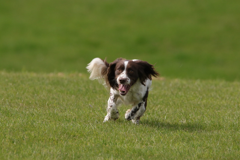 vertebrate, nature, grass, pets, field, mammal, breed, english, spaniel, plant, green color, pet, mouth open, Spaniel, cute, portrait, puppy, animal themes