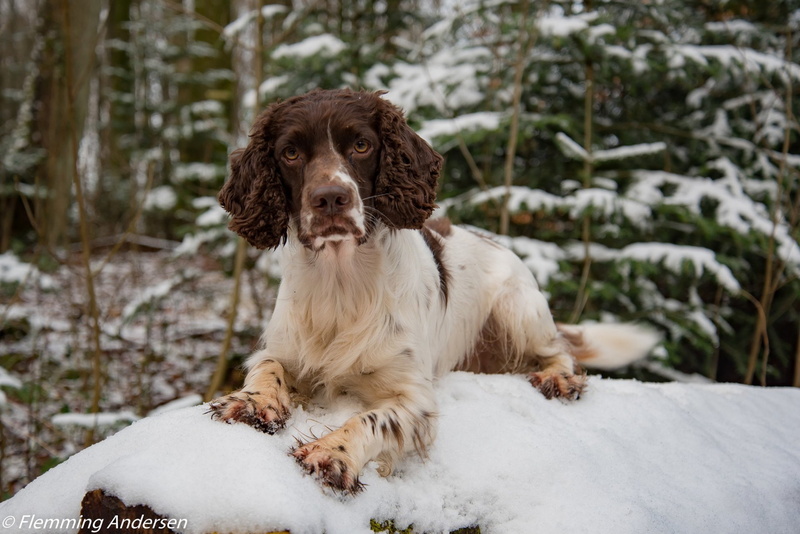 1080P, Dogs, English Springer Spaniel