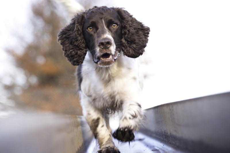 Pet, Dog, English Springer Spaniel, 1080P, Dogs