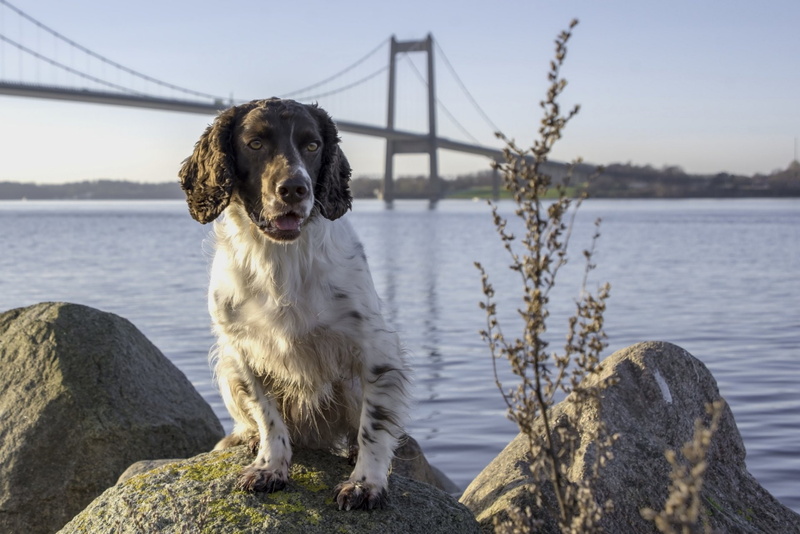 English Springer Spaniel, Pet, Dog, Dogs, 1080P