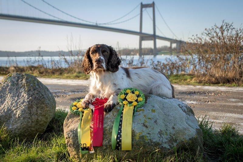 1080P, Dog, English Springer Spaniel, Pet, Dogs