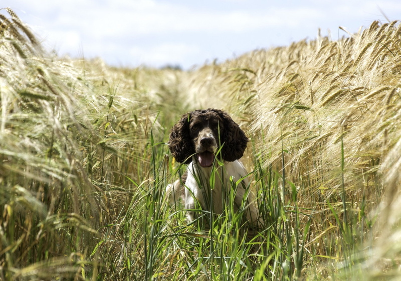 1080P, English Springer Spaniel, Dogs, Pet, Dog