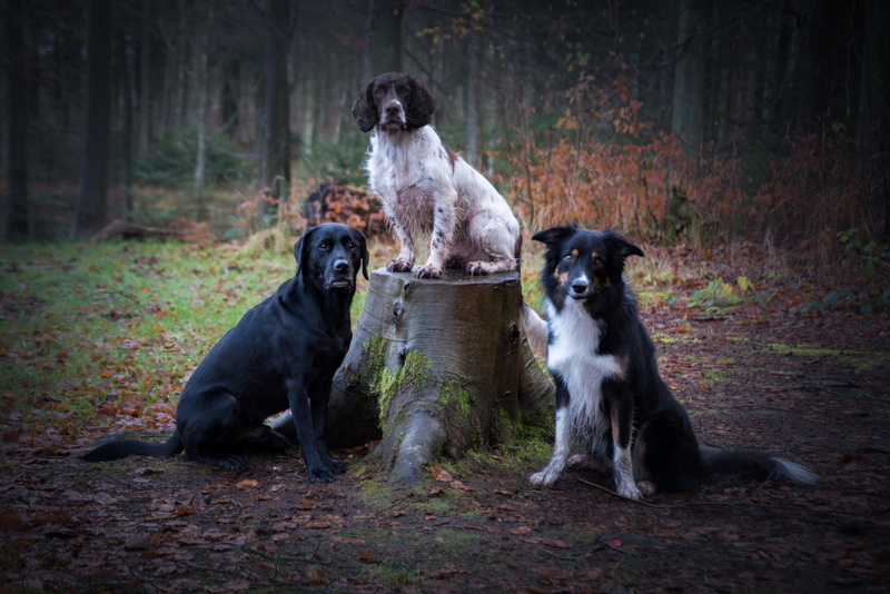 Pet, Labrador Retriever, 1080P, Dogs, Dog, English Springer Spaniel