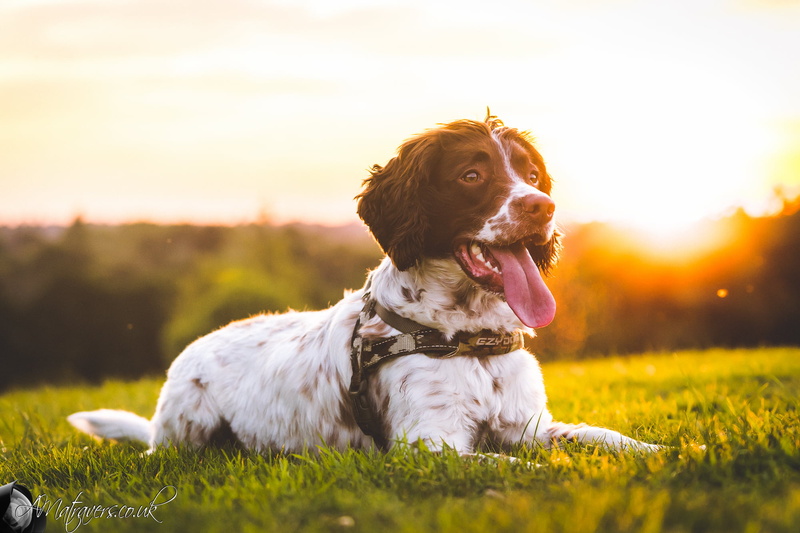 springer  spaniel, black, sony  a7, white, weather, sun, coated, 1080P, english, dog, sunset, Rolo
