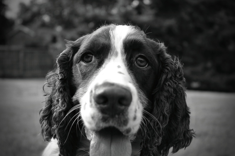 animal eye, day, domestic animals, one animal, vertebrate, close-up, dog, sweet, english, 5K, looking at camera, canine, puppy, spaniel, portrait, springer