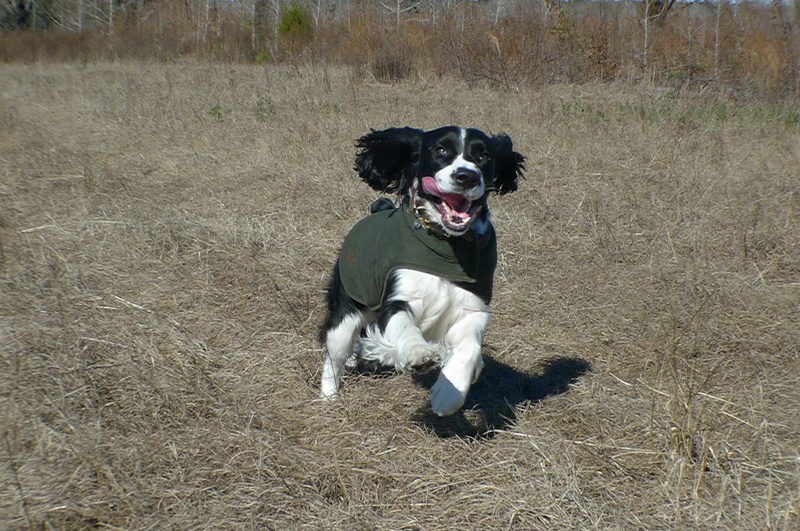 grass, english, pets, mammal, domestic, domestic animals, cute, black color, nature, running, vertebrate, dog, no people, land, hunting, day, mouth open