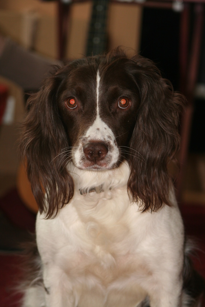 front view, breed, looking at camera, 2K, focus on foreground, snout, canine, domestic, animal, pets, border collie, portrait, spaniel, no people, close-up