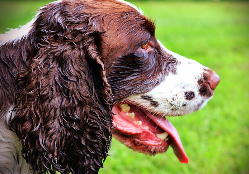 spaniel, liver, grass, animal mouth, sticking out tongue, mouth open, domestic, cute, dog, close-up, 5K, canine, animal tongue, day, vertebrate, profile view