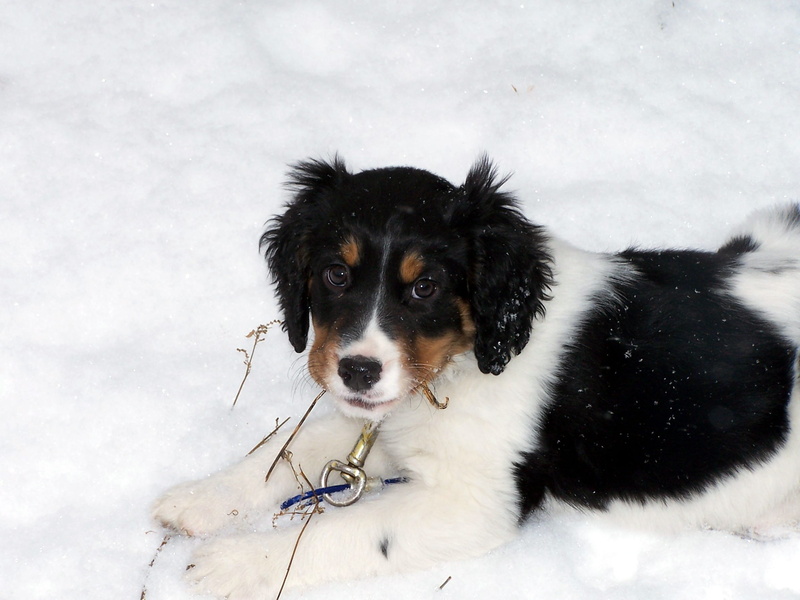 pet, breed, black, cute, white, adorable, pup, domestic animals, 1080P, portrait, pets, puppy, border collie, young animal, domestic, pedigree, gundog