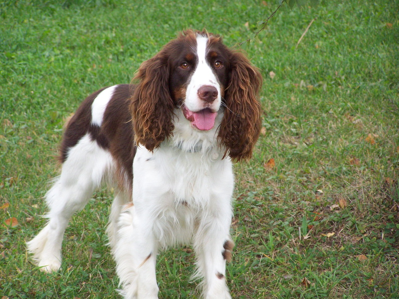 day, Pet, Dog, vertebrate, nature, grass, pets, animal themes, Spaniel, outdoors, Canine, 2K, domestic, looking at camera, green color, english, land