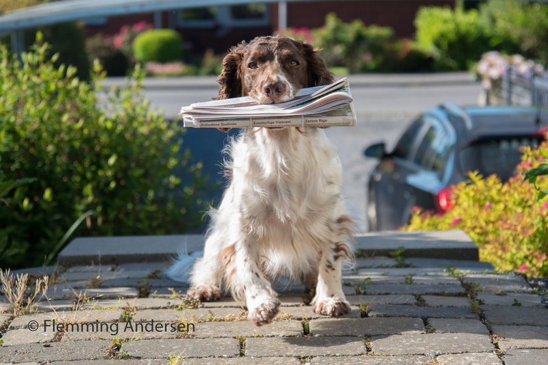 1080P, English Springer Spaniel, Dogs