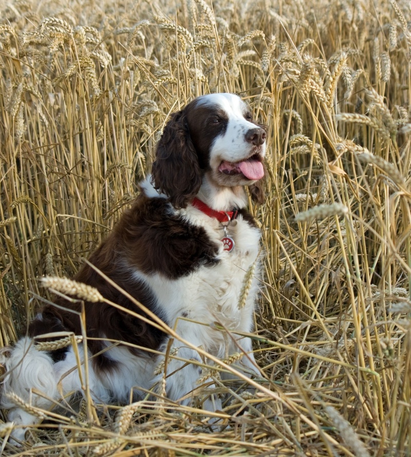 farm, english springer spaniel, wheat, white, pedigree, canine, animal, grain, crops, field, dog, land, agriculture, nature, springer, mouth open, adult
