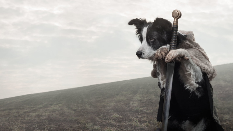 english springer, animal, border collie, landscape, dog, animal themes, sky, land, vertebrate, outdoors, day, 1080P, springer spaniel, cloud - sky, environment