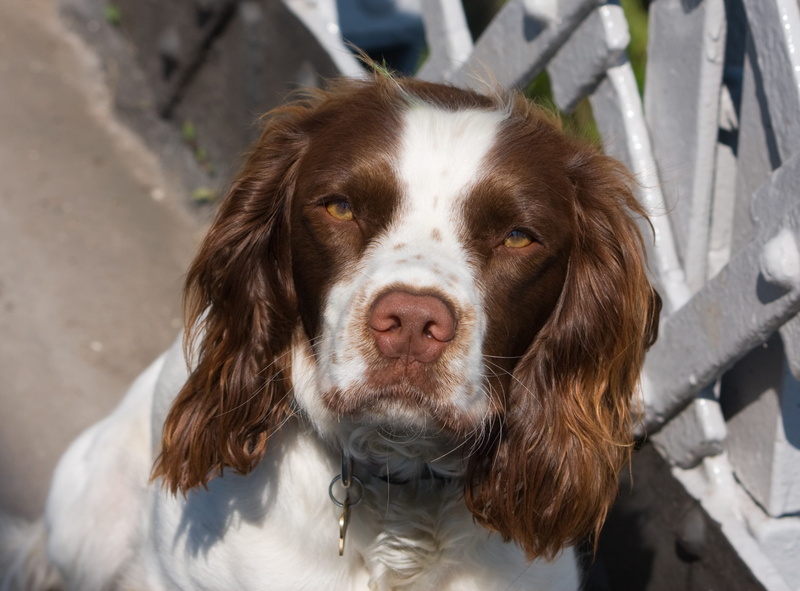 whisker, pet, focus on foreground, image, domestic, animal nose, dog, beautiful, animal body part, day, sitting, nobody, outdoors, animal head, looking at camera