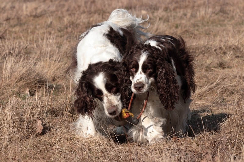 border collie, purebred dog, animal themes, grass, plant, domestic, group of animals, english springer spaniel, hunting dog, field, nature, day, two animals