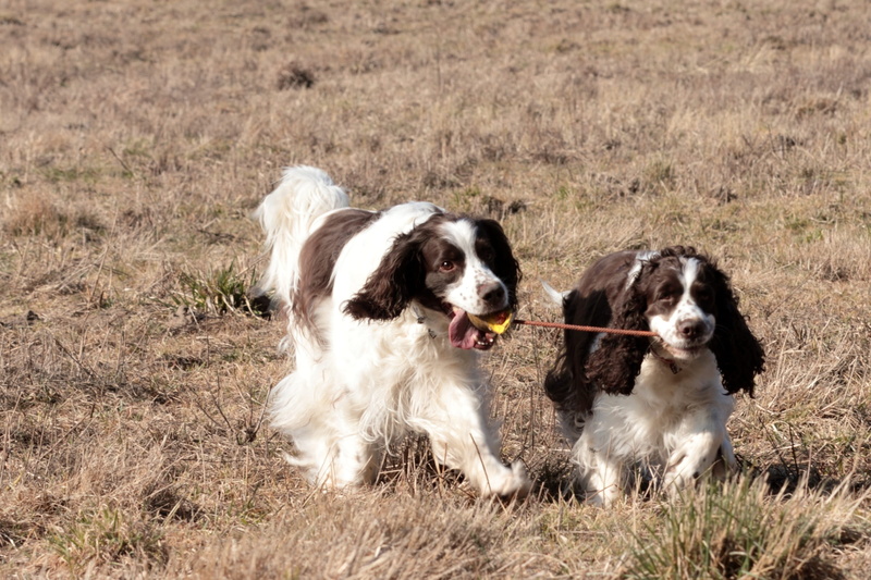 nature, animal, land, plant, animal themes, hunting dog, canine, sitting, dog, race, grass, 2K, day, teamwork, no people, mammal, vertebrate, group of animals