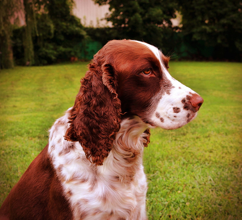 plant, vertebrate, mammal, gundog, animal themes, domestic animals, dog, pet, canine, brown, field, 4K, nature, domestic, no people, animal head, pets