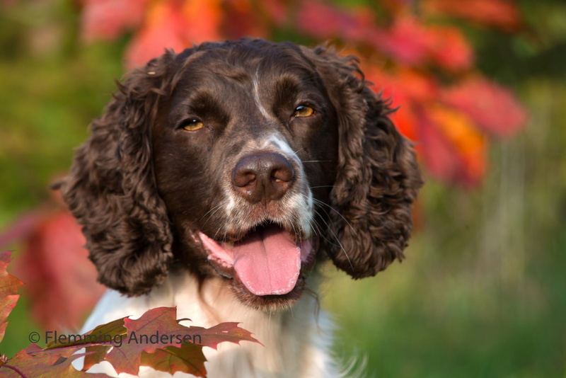 1080P, Pet, Dog, English Springer Spaniel, Dogs
