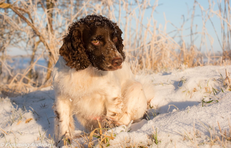 Dogs, 1080P, English Springer Spaniel