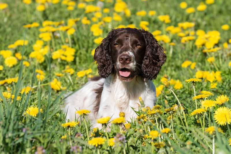 Pet, Yellow Flower, Dogs, Dandelion, 5K, Dog, English Springer Spaniel