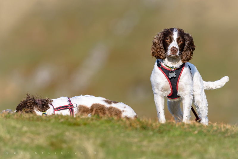 1080P, English Springer Spaniel, dogs, Spaniel