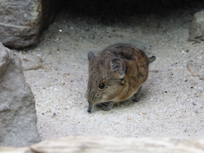 outdoors, 4K, solid, no people, rat, looking, rodent, vertebrate, selective focus, brown, whisker, day, high angle view, close-up, short eared elephant shrews