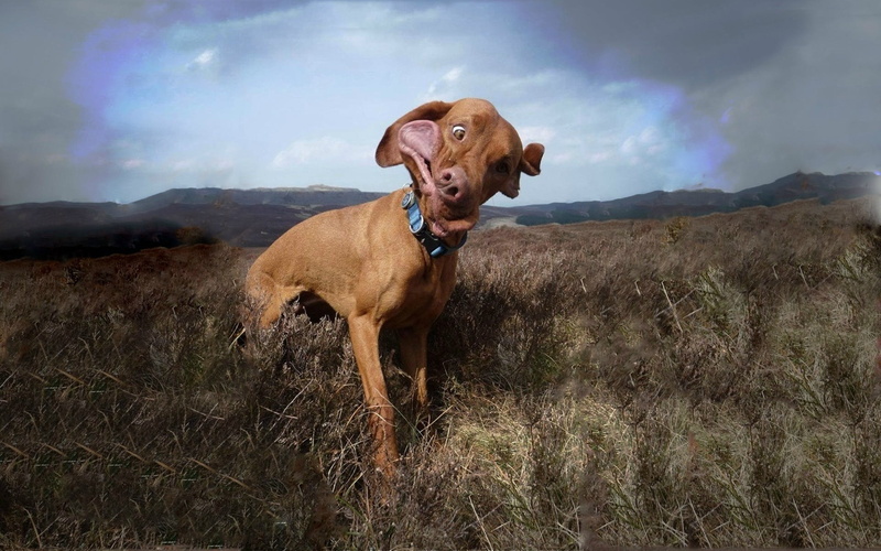 purebred Dog, standing, field, red, vizsla, domestic Animals, cute, animal, dog, wind, domestic, portrait, canine, mouth open, brown, 1080P, friendship