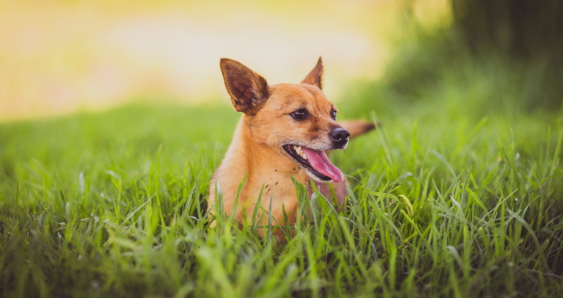 outdoors, summer, puppy, 4K, cute, animal, adult, dog, mouth open, mammal, brown, animal themes, canine, green Color, facial expression, friendship, lying Down