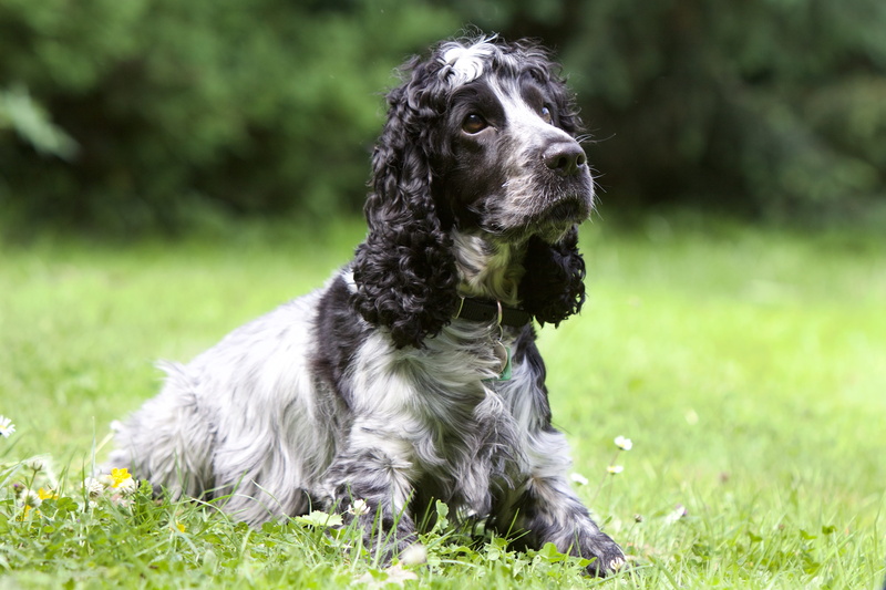 grass, vertebrate, pets, sitting, garden, looking, canine, cocker spaniel, prone, looking away, green color, black, spanial, mammal, day, nature, domestic animals