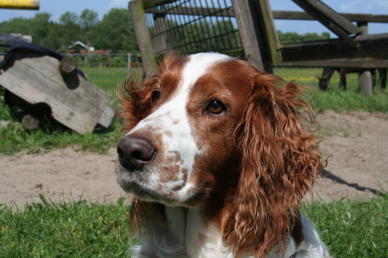 pets, animal body part, domestic animals, land, focus on foreground, close-up, 2K, grass, welsh springer spaniel, domestic, vertebrate, canine, looking