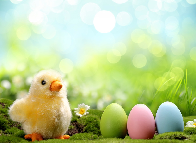 flowers, 5K, chamomile, grass, chik, chicken, daisy, eggs, spring, colorful, Easter, painted, springer
