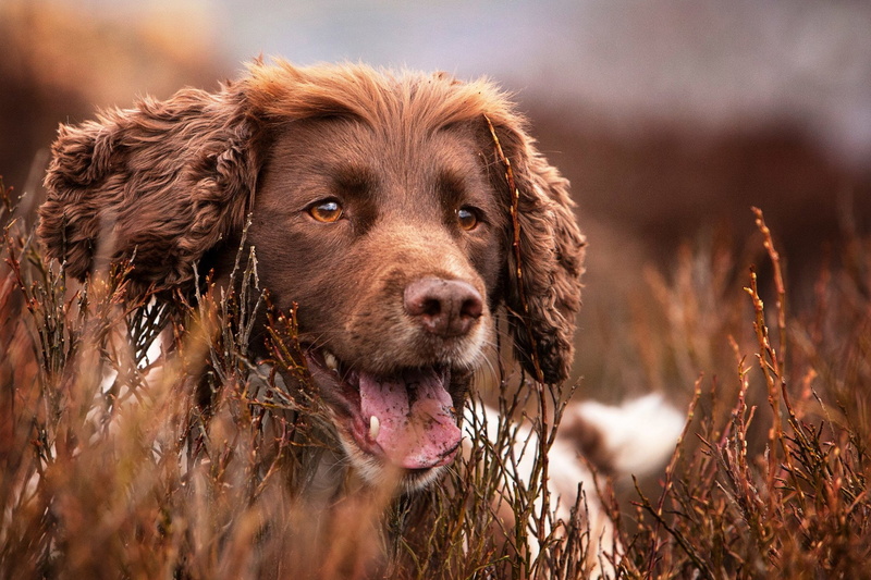 Animal, 1080P, Springer Spaniel