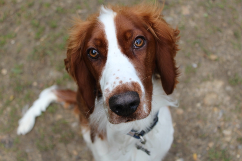looking at camera, mammal, portrait, buckley, 4K, cadmore end, animal eye, animal nose, domestic animals, one animal, dog, animal themes, animal mouth