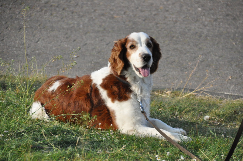 nature, outdoors, pets, no people, sitting, grass, looking at camera, domestic, animal themes, animal, dog, mouth open, one animal, mammal, canine, field