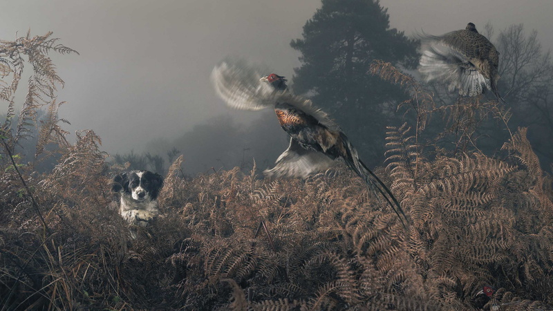 springer, white, ducks, funny, field, cute animals, black, grass, catching, brown, 4K, dog, english, Border Collie