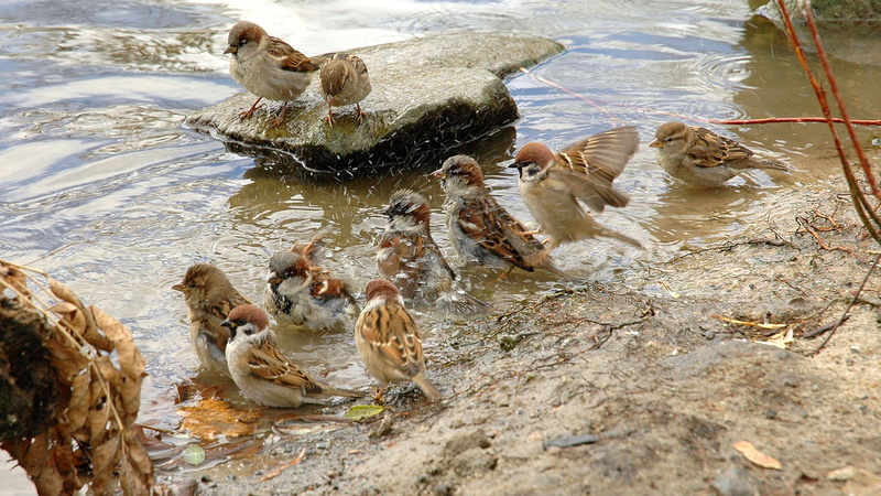 rock, day, large group of animals, shorebird, high angle view, group of animals, lake, vertebrate, swimming, water, 1080P, animals, animals in the wild