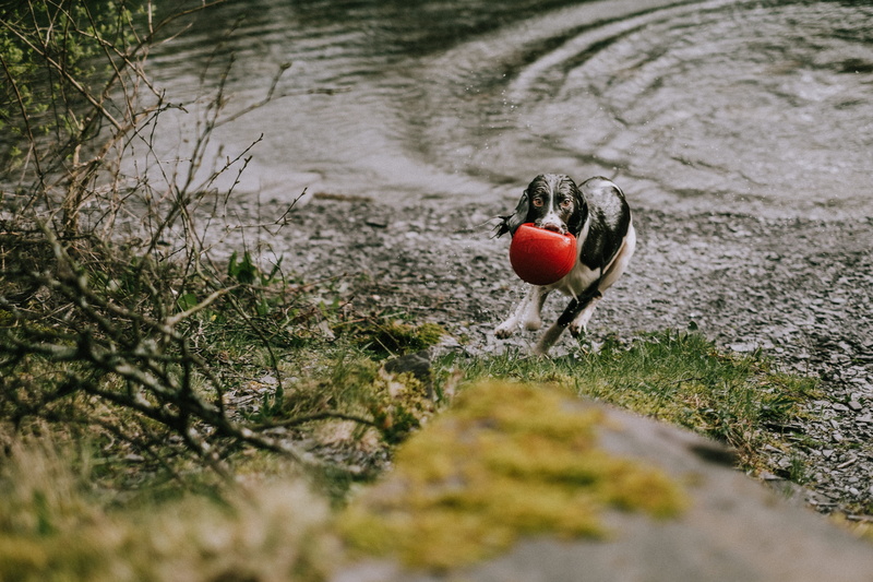 grass, play, animal, no people, adult, animal themes, ball, lake, animal wildlife, running, 4K, wet dog, body, plant, lakeside, spaniel, wet, food and drink