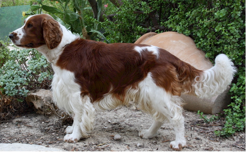 hunting, family, affectionate, Canine, animal, loyal, pets, animal hair, looking away, working, mammal, sporting, Welsh Springer Spaniel, white, land, day