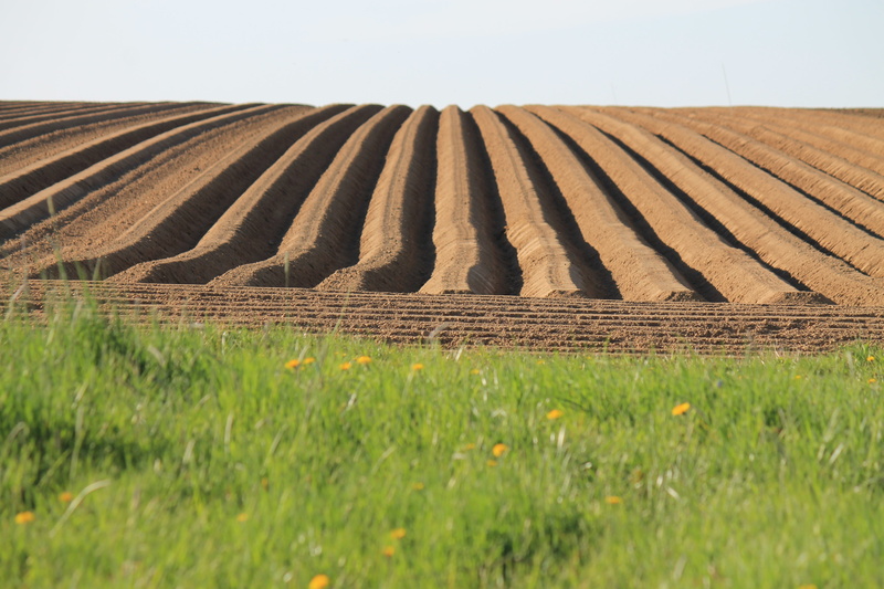 environment, no people, working, potatoes, arable, occupation, land, field, scenics - nature, cultural landscape, agriculture, landscape, farm, grass, crop
