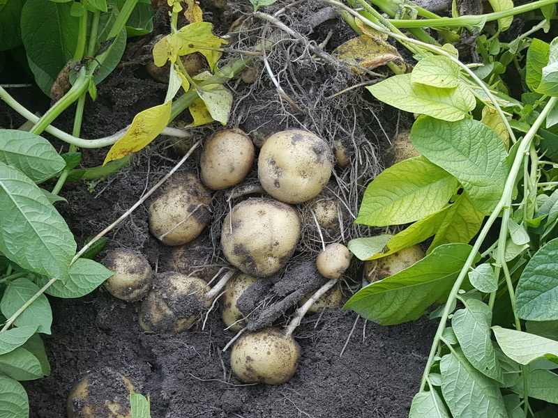 healthy eating, plant, food, plant part, green color, potatoes, outdoors, agriculture, leaf, eat, potato field, close-up, no people, potato harvest, harvest