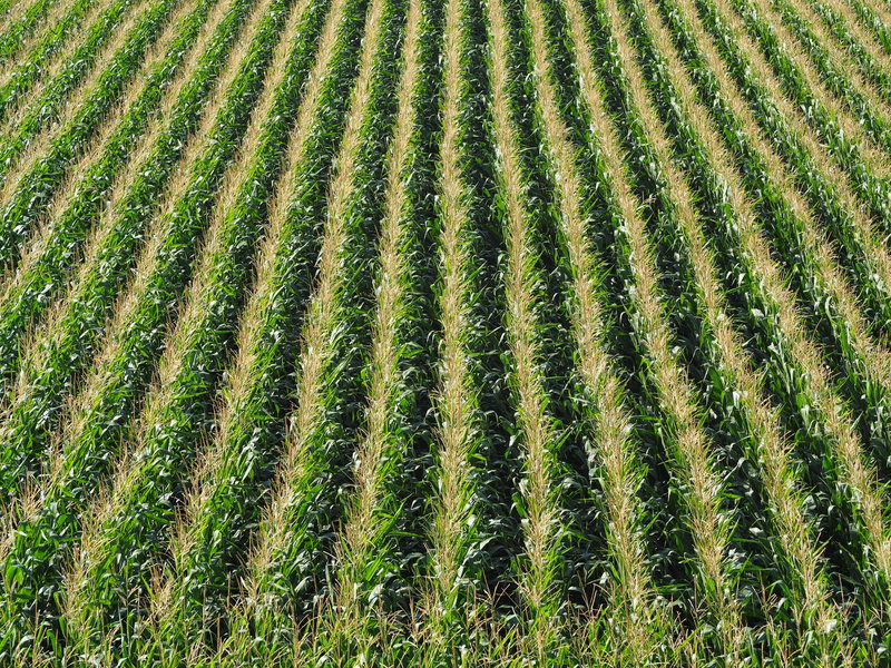green color, growth, food, summer, cornfield, plant, corn on the cob, beauty in nature, fields, landscape, corn plants, corn, crop, tranquility, farm, rural scene