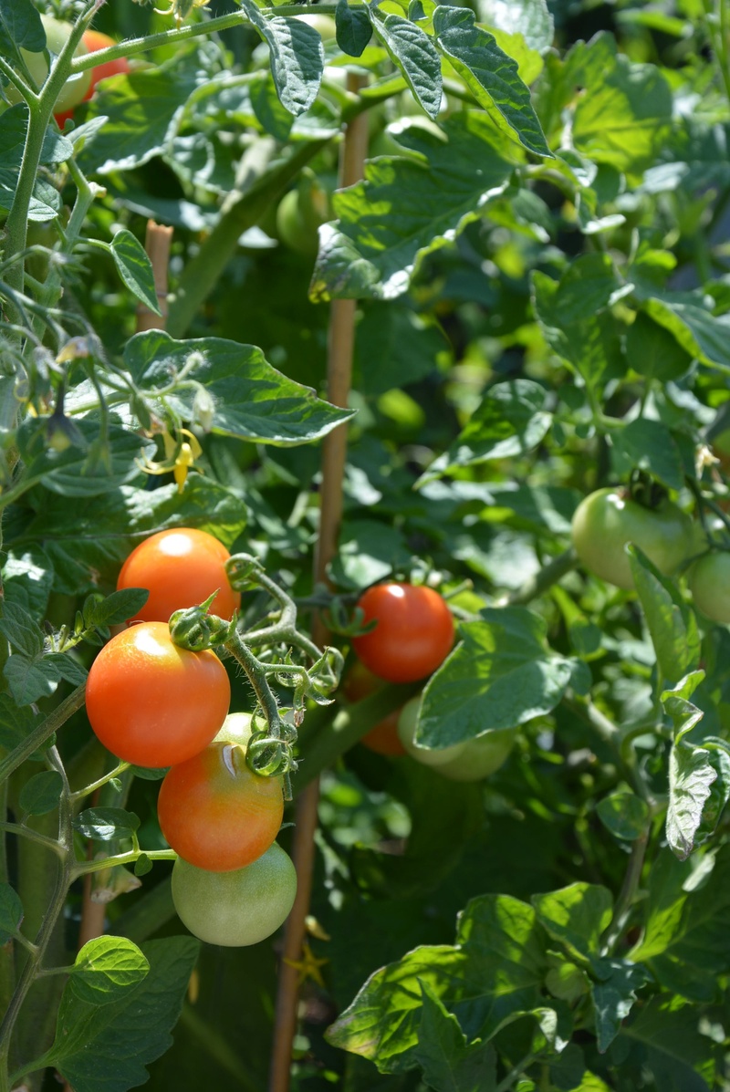 focus on foreground, day, garden, plant part, plant, growth, no people, trusses, outdoors, healthy, food and drink, tomatoes, food, fruit, green, tomato plant