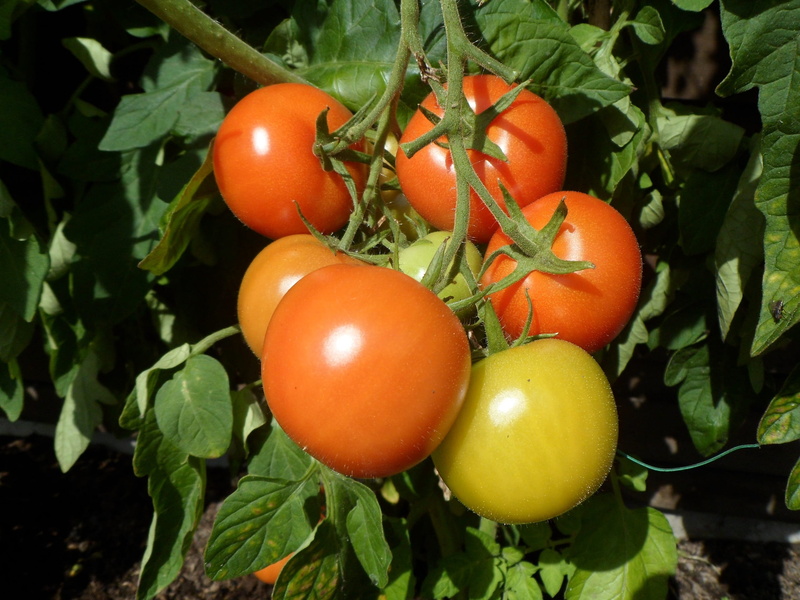 fruit, plant, Tomatoes, vegetable Garden, raw Food, day, greenhouse, red, freshness, orange color, close-up, healthy Eating, outdoors, frisch, Delicious