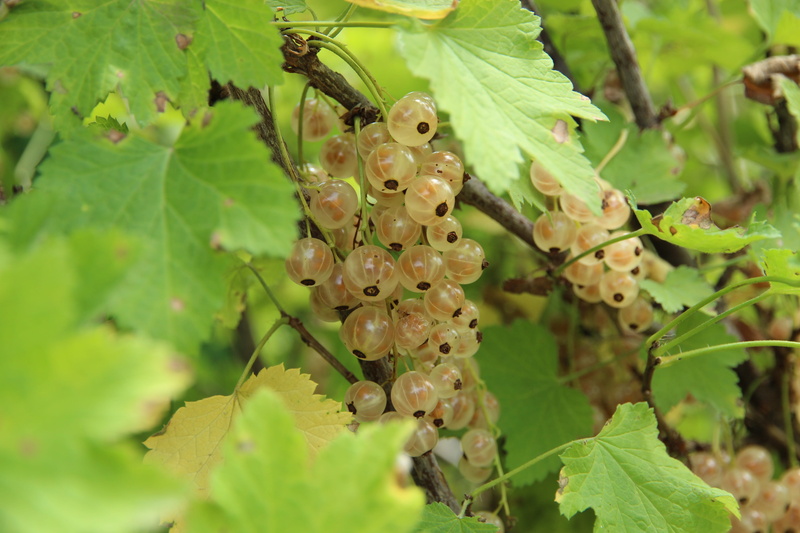 food and drink, white currants, white, day, animal themes, not man, outdoors, white berry, beauty in nature, leaf, bush, green, summer, animal wildlife